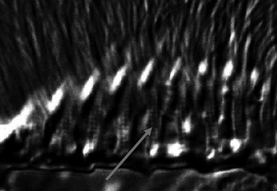 La freccia indica le striature alla base delle membranelle